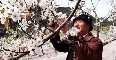 春の摘花作業に励む農家　山西省太原市