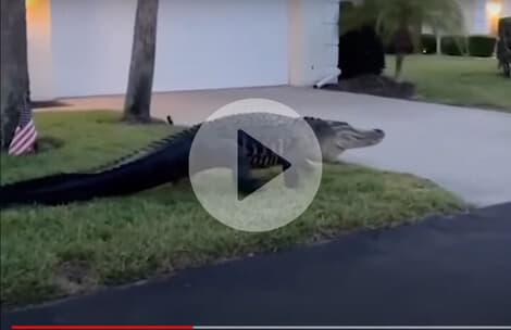 【映像】巨大ワニが近所を「散歩」するフロリダの日常