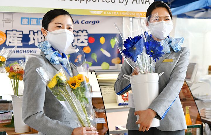 ANA、産直空輸で生花スタート　九州産の青いガーベラ、羽田で販売