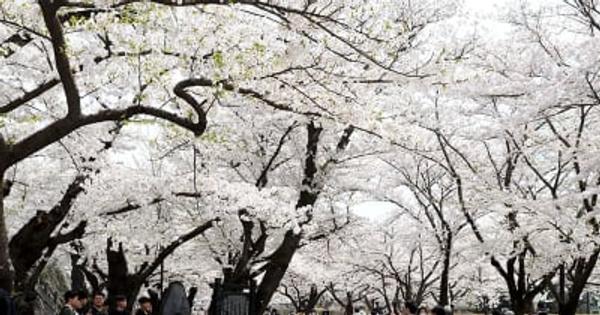 岩手公園 咲き誇る桜　盛岡