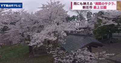 桜便り 新庄市・最上公園 満開のサクラ