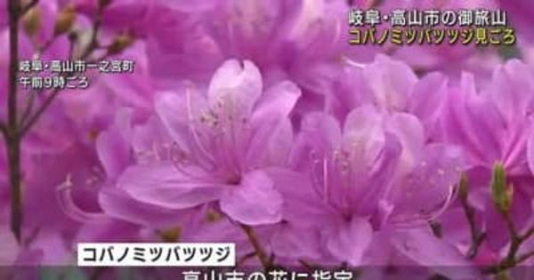 コバノミツバツツジが見ごろ、飛騨のツツジ科で一番早く咲く「いちばんツツジ」とも　岐阜県高山市