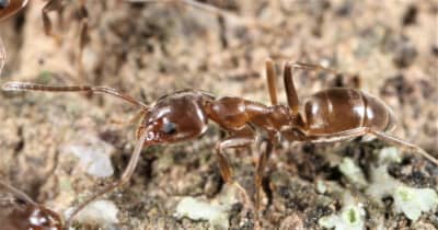 繁殖力が旺盛　特定外来生物“アルゼンチンアリ”が複数生息　岐阜・美濃加茂市
