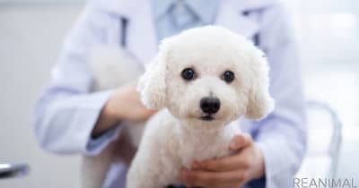 犬の前立腺がんに対する新しい免疫療法、メカニズムや成果は？東大が発表