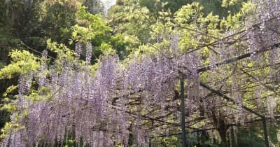 フジの花 見頃　境内に甘い香り　佐世保・藤山神社