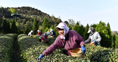 春の茶摘みシーズン到来　山東省日照市