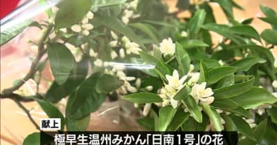 天皇皇后両陛下に「みかんの花」を献上　県内の農業青年たちが出発・宮崎県