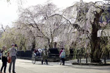 武家屋敷通りで桜見頃、秋田角館　観光客でにぎわう