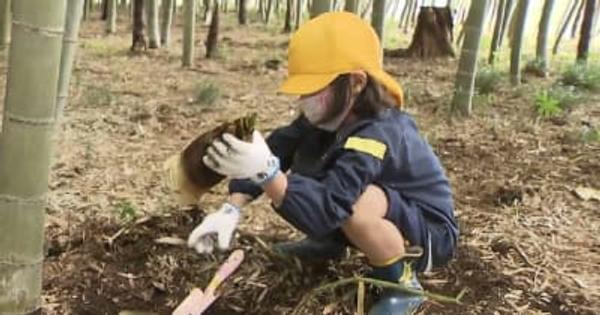 千葉県八街市の幼稚園 園児がタケノコ掘り