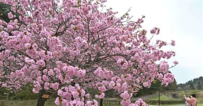濃いピンクや白い花鮮やか　日本国花苑、一部の品種が見頃に