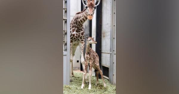 キリンの赤ちゃん誕生、大阪　天王寺動物園