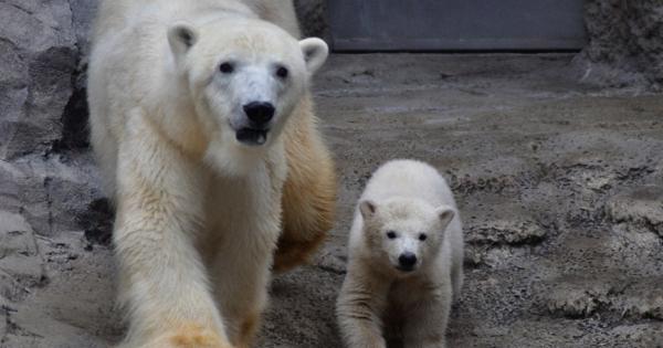 旭山動物園のホッキョクグマの赤ちゃん、4月29日から一般公開