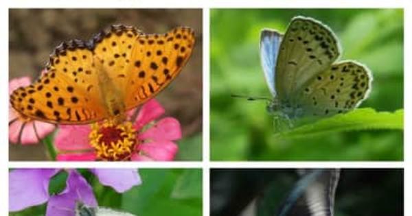 「バタフライガーデン 蝶があつまる草花」、板橋区立熱帯環境植物館にて開催5月8日まで