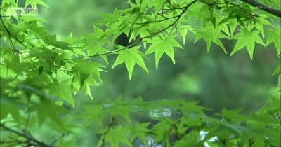 京都・北野天満宮で新緑の「青もみじ」見ごろ