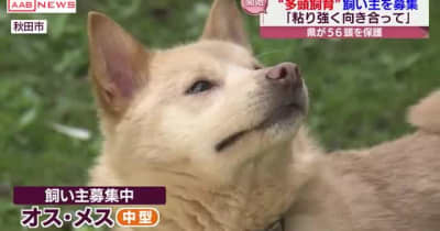 多頭飼育崩壊で保護された犬の新しい飼い主を募集　秋田