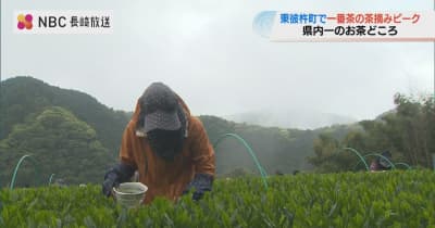 「全国品評会でリベンジ」八十八夜を前に長崎県 東彼杵町で一番茶の茶摘みがピーク