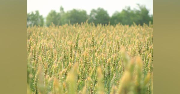小麦価格高騰、供給不足フードテックは解決の一手になるか？