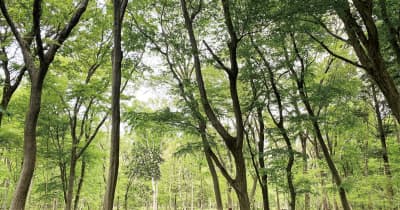 木もれびの森で保全活動　相模原市中央区