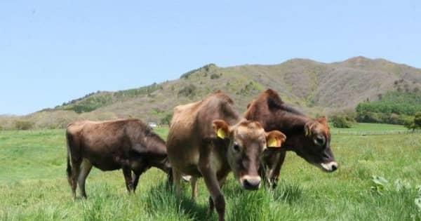 ジャージー牛 草はみ伸び伸び　真庭・蒜山で放牧スタート