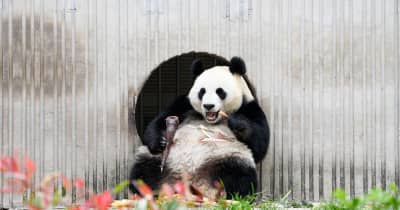 春のひとときを楽しむパンダたち　四川省