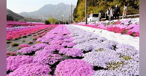 ピンクや薄紫のじゅうたん、シバザクラ花盛り　福井県高浜町とおおい町、5月上旬まで見頃