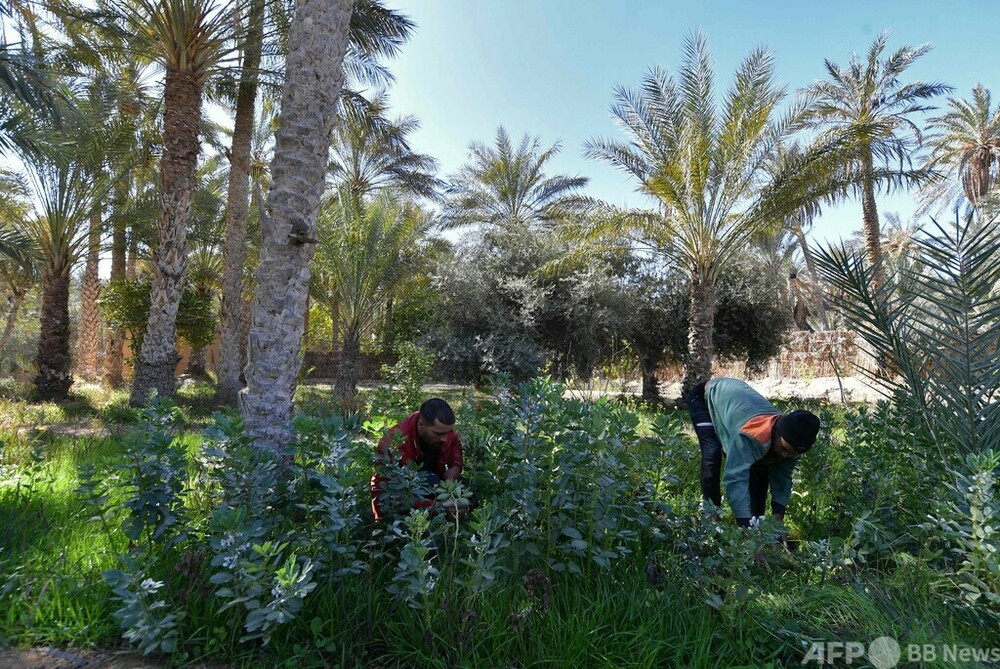チュニジア・サハラ砂漠 オアシス復活プロジェクト