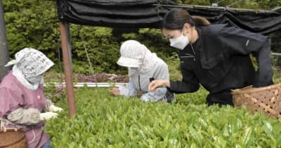 四国中央・新宮で一番茶の収穫始まる　八十八夜を前に
