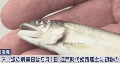 「日本一早い」は奪われるも　闘竜灘でアユ漁が解禁