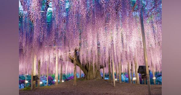 【5/15まで】「あしかがフラワーパーク」藤のライトアップ！日本夜景遺産と日本三大イルミネーションに選ばれた魅力とは