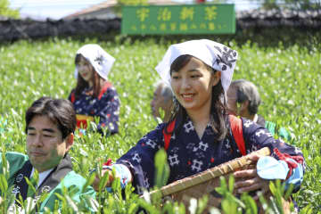 京都宇治にお茶シーズン　八十八夜で新芽摘み