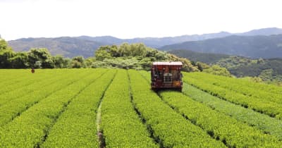 生育、品質も良好　一番茶摘み始まる　西海・大瀬戸の山口農産