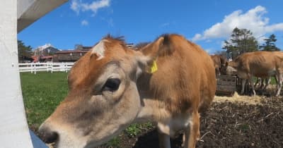 清里・清泉寮でジャージー牛の放牧　高原に多くの観光客