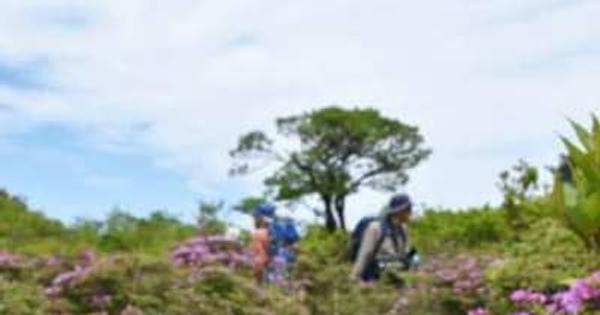 登山客をお出迎えミヤマキリシマ、霧島連山中岳で咲き始める