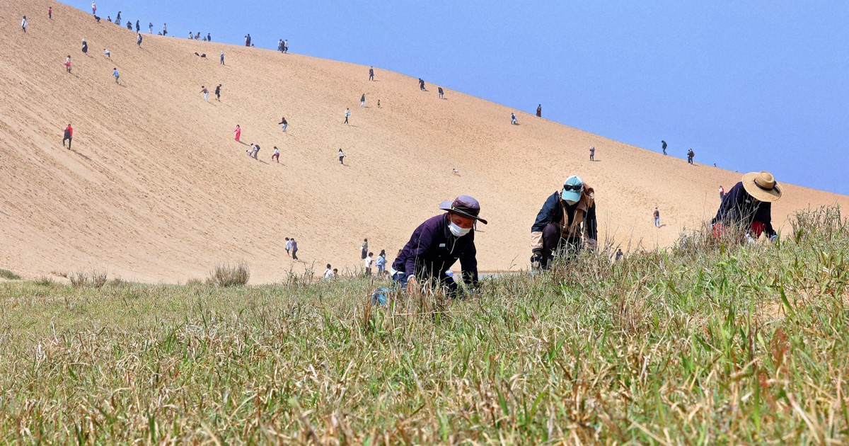 鳥取砂丘レンジャー　無秩序な「緑化」防ぎ、特有植物を生かす