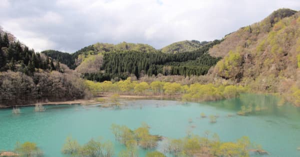 仙北・秋扇湖に「水没林」　湖面に新緑浮かぶ