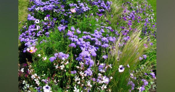 【ガーデニング】大人っぽいブルー＆パープルの花が爽やか！庭がオシャレになる多年草・低木オススメ10選