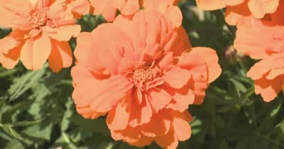 マリーゴールドなど約3.5万本が咲き誇る　高松市でフラワーフェスティバル