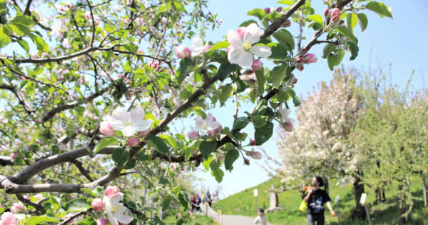 桜の次は「リンゴの花見」　弘前で見頃迎える