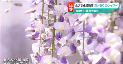 花と香りのシャワー 北方文化博物館 藤の花が見頃　新潟