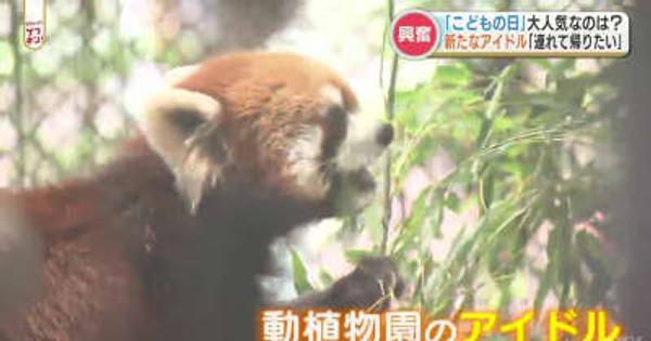 レッサーパンダ大人気！！熊本動植物園 春のこどもまつり