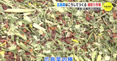 「ひろし」の貢献で収穫量もアップ　特産品「広島菜」の種採り作業進む　広島