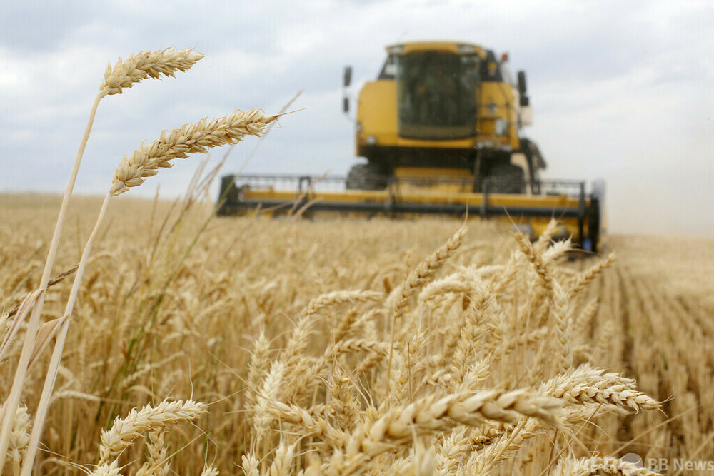 ウクライナの小麦生産量、前年比35％減 仏データ分析会社