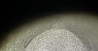 アカウミガメ産卵　富田浜で今季初確認