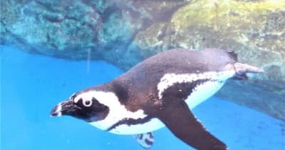 仙台うみの杜水族館、ケープペンギンの新施設を7月中旬にオープン環境一体型展示