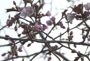 日本一遅い桜開花、北海道釧路市　昨年と同日、平年より8日早く