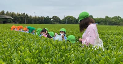 大分市の茶畑で園児が茶摘み体験