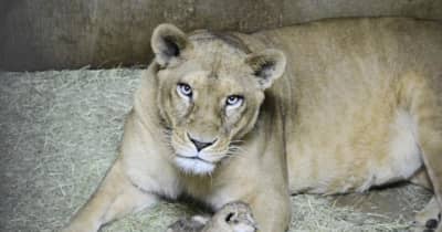 ライオンの赤ちゃん2年ぶり誕生　とべ動物園　推定体重1キロ、元気いっぱい