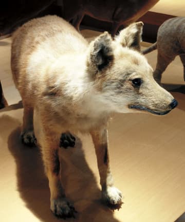 ニホンオオカミは日本で誕生　DNA解析で従来説覆す