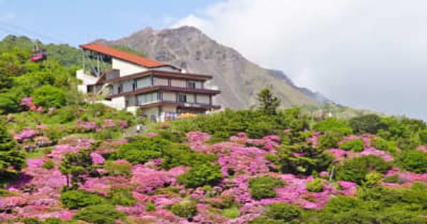 山肌に映えるピンクの花々　ミヤマキリシマ見ごろ　雲仙・仁田峠
