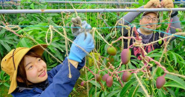 苦手な虫も克服「体験できて良かった」　マンゴー農家で充実連休　沖縄・東村　大阪大学の学生